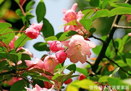 「神仙」此花即使面临风吹雨打，依然傲然站立，就像是神仙一样的花