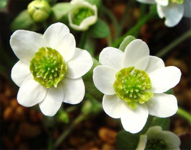  【雪一】世界上有一种花美如精灵，盛开在雪地里，雪一融化它就凋谢