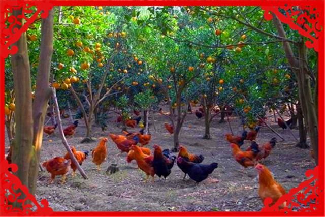  『果园里』在目前农村，有哪些种养结合的致富项目呢？推荐几个供参考