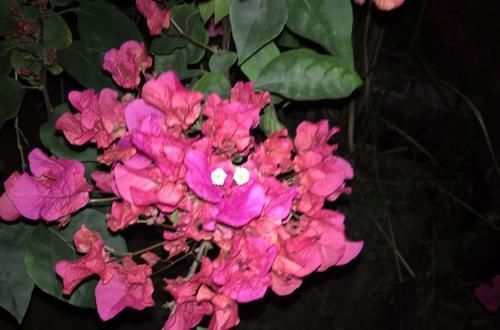  [阳光]有阳光就好开花的三角梅，没想到花色这么多，你养了哪一种？