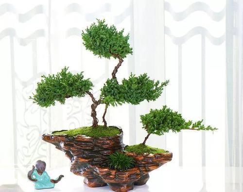  『适合』想养盆景不知选什么？给你推荐这五种，沧桑感十足适合做盆景