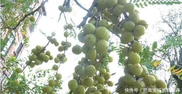  [产量]农村有种水果产量大，天天吃也摘不完，城里卖30一斤却没