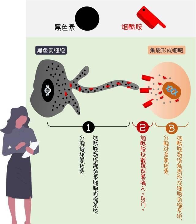  顶级@顶级流量【烟酰胺】，为什么你用了却不白？