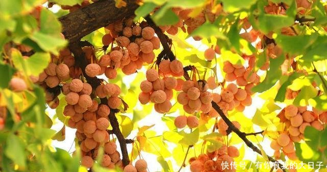  人说它@白果黄叶，银杏果掉了一地，有些人捡回家“大补”，你可别上当！