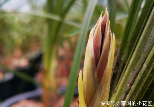 【阳光照射】兰花种植不服盆?原因就是这4条,实用技巧告诉你