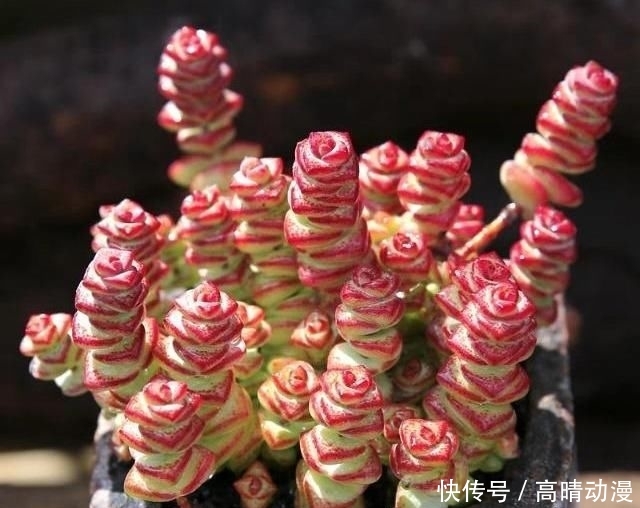  [养护]多肉“钱串子”，用这3个小妙招，一个“铜钱”也不掉