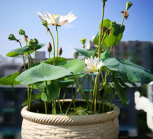  「种植」花卉种植技术：盆栽水培荷花花期养护方法和注意事项！