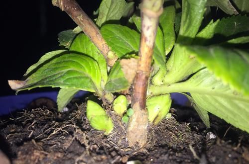  『越冬养护』绣球花的脚芽挤在一团需要掰掉吗？挤挤更健康，芽多来年惊喜不断