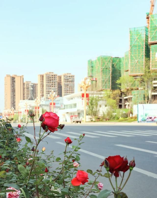  「开好」井研县丨花都开好了！10000余平方米月季花等你来赏