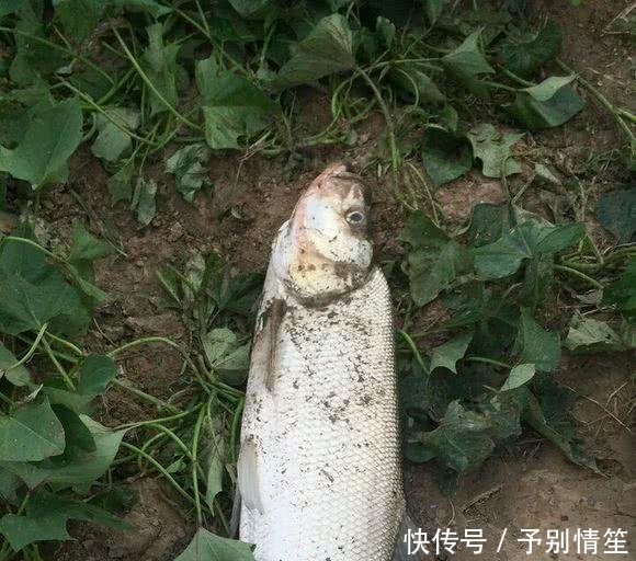 说来说去■为啥你钓翘嘴从没钓到过大的说来说去还是没弄懂它们的习性
