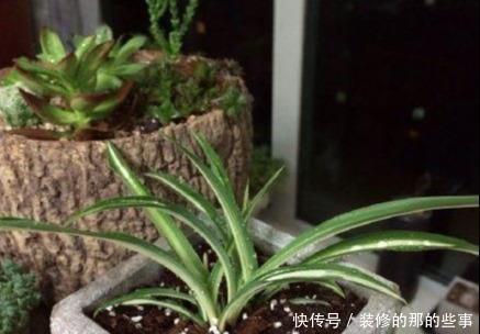 次水就行@阳台变花园,8种花现在养,半个月就爆满阳台,长的飞快花也多