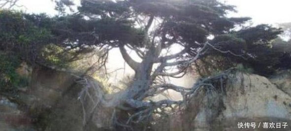 世界上最神奇的树，悬空在两座山间，没有土却已经活了300多年