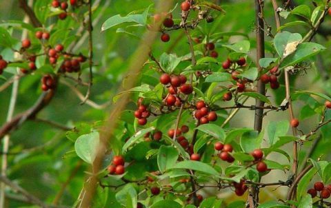 农村一种植物，人称“铁菱角”，农民视为杂草，城里一斤20元