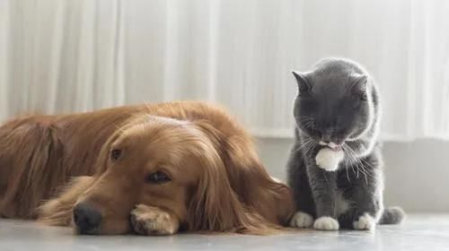  【猫和狗】这些有关于猫狗的冷知识你都知道吗？