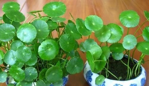  长寿花■养花要舍得，3种花全剪秃，7天长出新芽，剪的越狠长得越密！
