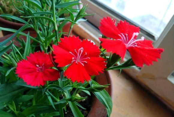  『花芽分化』石竹花养护技巧，放在阳台上，花芽分化极强，开满盆很轻松