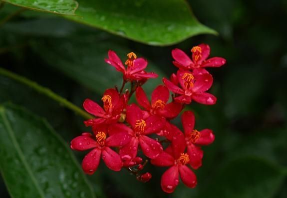  琴叶珊瑚■养种“日日樱”，花朵“红如火”，花多开成球，一年四季赏花不断
