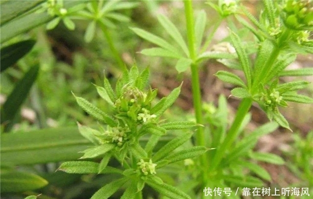 农村地里这个草，别把它当杂草，如今是珍贵野菜