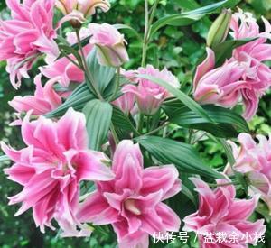  『漂亮』她养了1种花，开花漂亮，香味浓郁，老远就能闻到香！