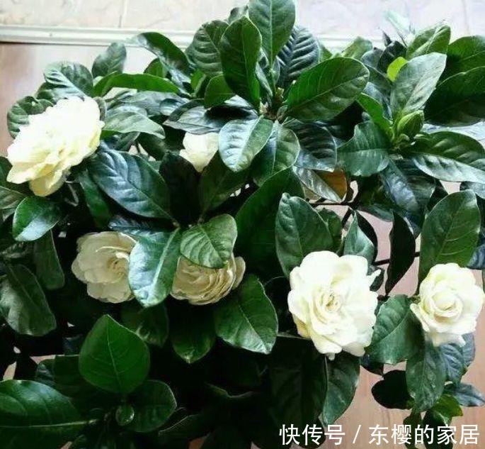  打造：5种花好养又漂亮，浇水就疯长，蹭蹭长爆盆，轻松打造小花园