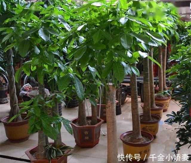 黄叶|发财树黄叶多、烂根不断?掌握“2怕”和“2勤”,叶片绿、长势猛