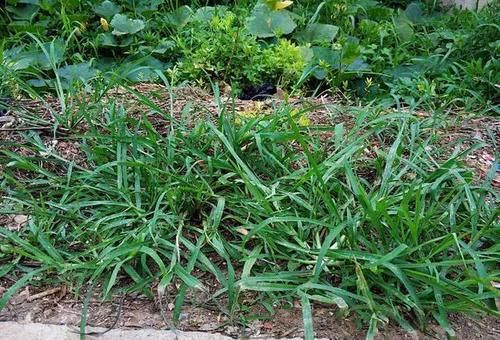  发现■农田常见野草“栓驴桩”，拔不动踩不烂，农民见到就烦却