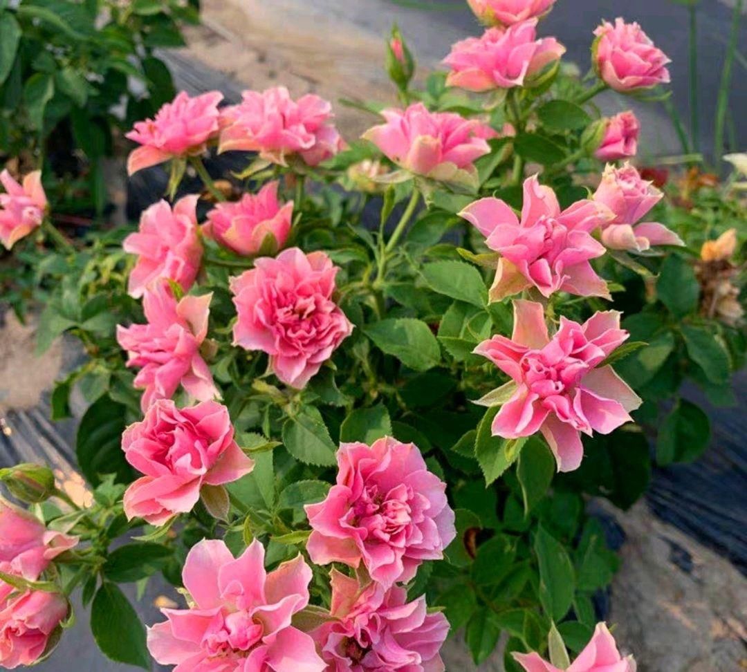  『花形』此花有着优美的花形，宛如开在风中的莲花