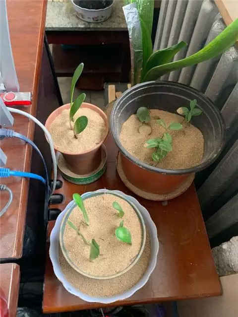  #舍得#养花也是技术活，养君子兰你要“舍得”，给它砍一刀，来年长满盆