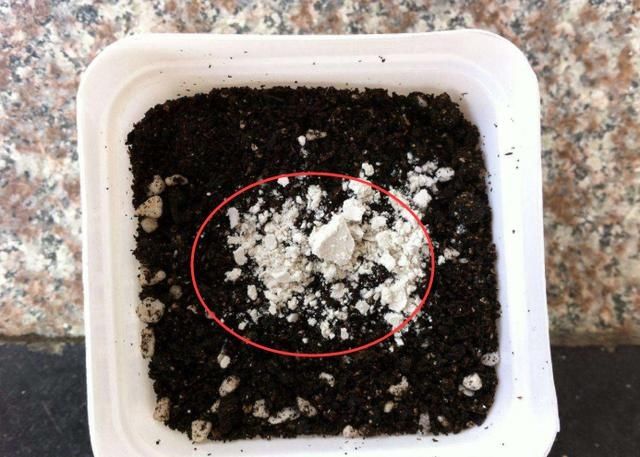 #花草#栽种花草时,先用生根粉还是先用多菌灵?搞清原理,谁先谁后不难