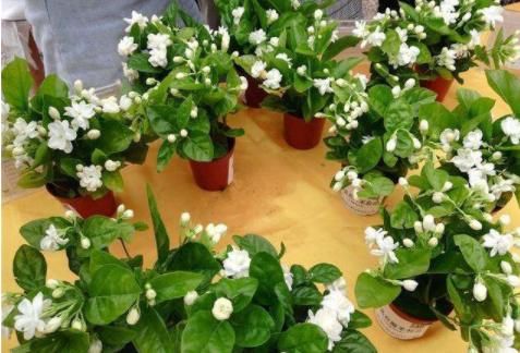  『木香花』室内通风差，就养“3种花”，杀菌、净化空气，家中每天元气满满