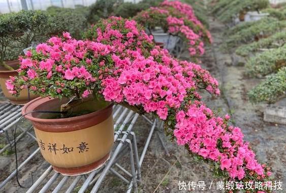  「肥料」在家该如何养殖杜鹃花？弄清楚4方面需求，花谢还能再开一波