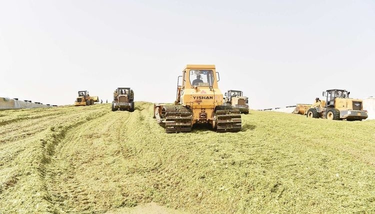  玉米■熟玉米卖不上价，这些种植户想了个办法，没熟直接割，卖