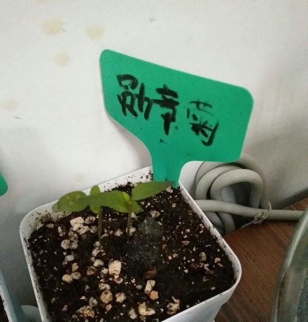  『垂吊矮牵牛』忘了绿植多肉吧，现在都爱养这种花，丢进花盆就能活，四季有花开
