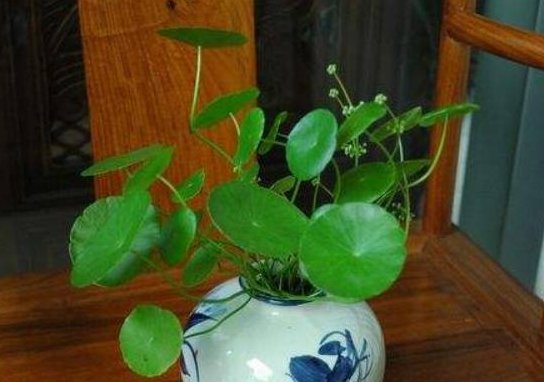  「水培」铜钱草体形小，长不大，老婆用了这1招，变得又大又圆！