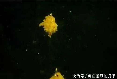『钓友』老钓友分享一款专钓鲢鳙饵料配方,到哪都比别人钓的多
