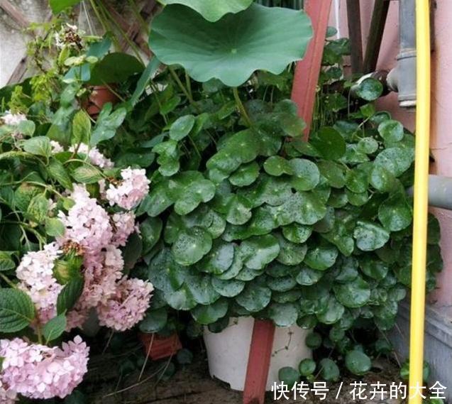 夏季养花|夏季如何养好铜钱草?教你几招,可使叶片又大又圆、肥厚油绿