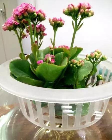水里|这4种花,剪个枝插水里,10天就生根,当下季节最佳