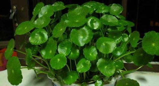  『花钱买』这4种“植物”，有钱人不会花钱买，仅用“1个枝”，一盆变多盆！