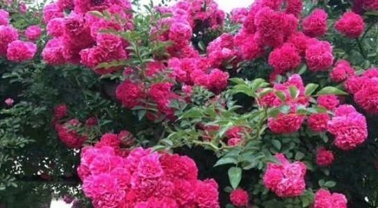  [开花]此花号称“天下第一香”,一年能开150天,少抽两包烟也要养