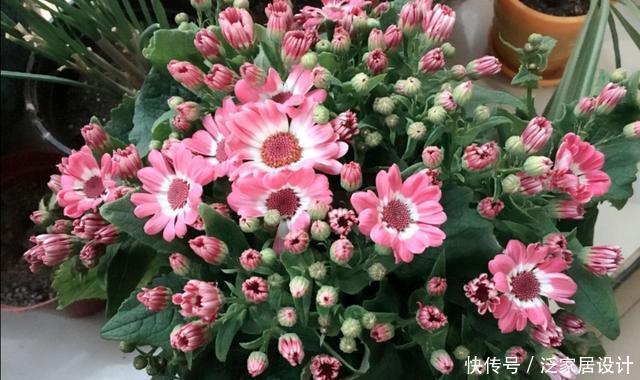  打造|冬天阳台要有8种花，开花艳丽，花香怡人，打造温馨小花园