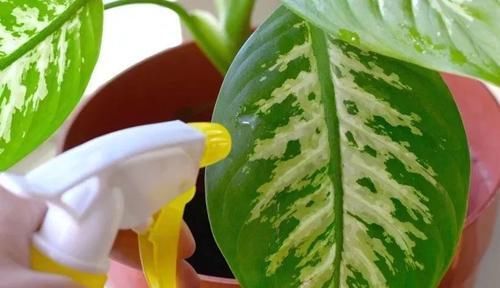  『家里』养在家里的盆栽植物不注意定期清洁，难怪怎么养都养不好