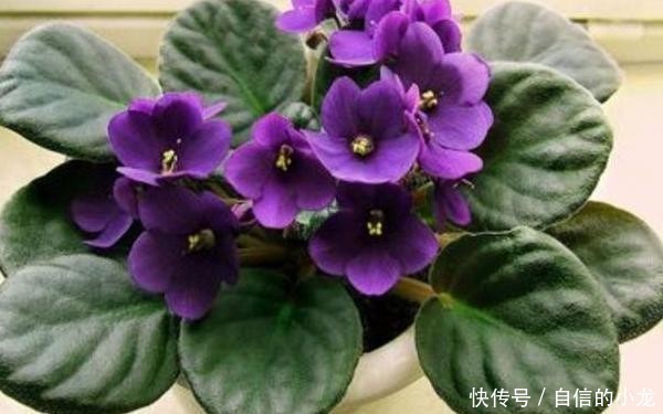 『开爆』初次养花没经验?紫罗兰盆栽最适合新手,注意3点砰砰花开爆盆