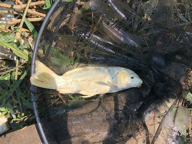  [认不出来]长成这样的鲤鱼还真不多见，要不是钓鱼的年头久，还真认不出来！