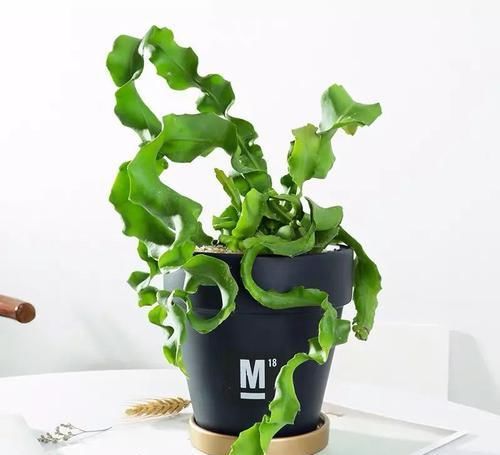  『湿润的半阴』植物也爱“烫发”，推荐五种叶子卷曲的植物，家里养一盆，新颖别