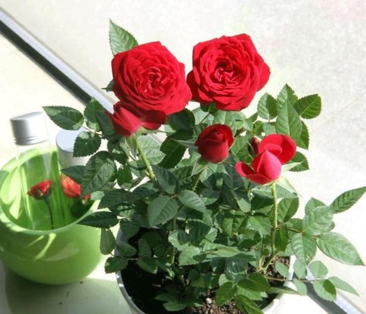  家里：3种“瘦身又美容”的花，家里养1盆，赏花又变美，还特别好养！