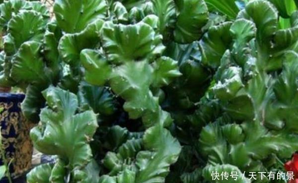 「老师傅」家中有“4种”树,耐旱又好养,财源滚滚来,老师傅一看就懂!