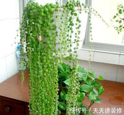 「家里」3种多肉植物,养在家里,旺财寓意好,值得拥有!