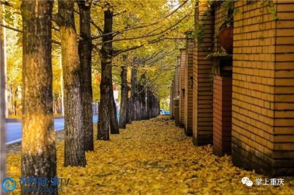 仙女山层林尽染 美景如画