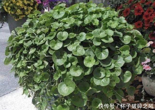  「盆栽」河边，若是遇到1种“马蹄金”，请别当杂草，植株珍贵，能当盆栽