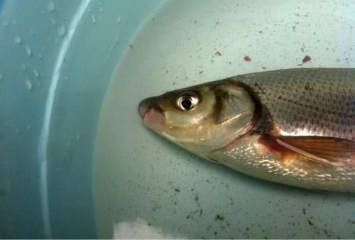 nbbrs_此鱼2两左右的最好吃,嘴巴属于天包地,非常考验钓鱼人的技术